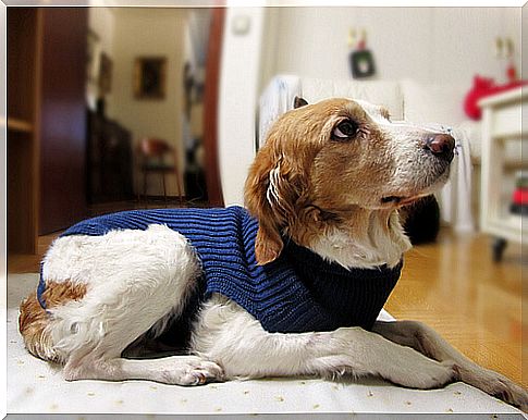 Dog lying with his ears back