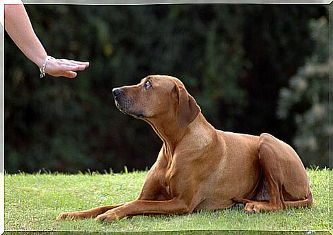 Person training a dog