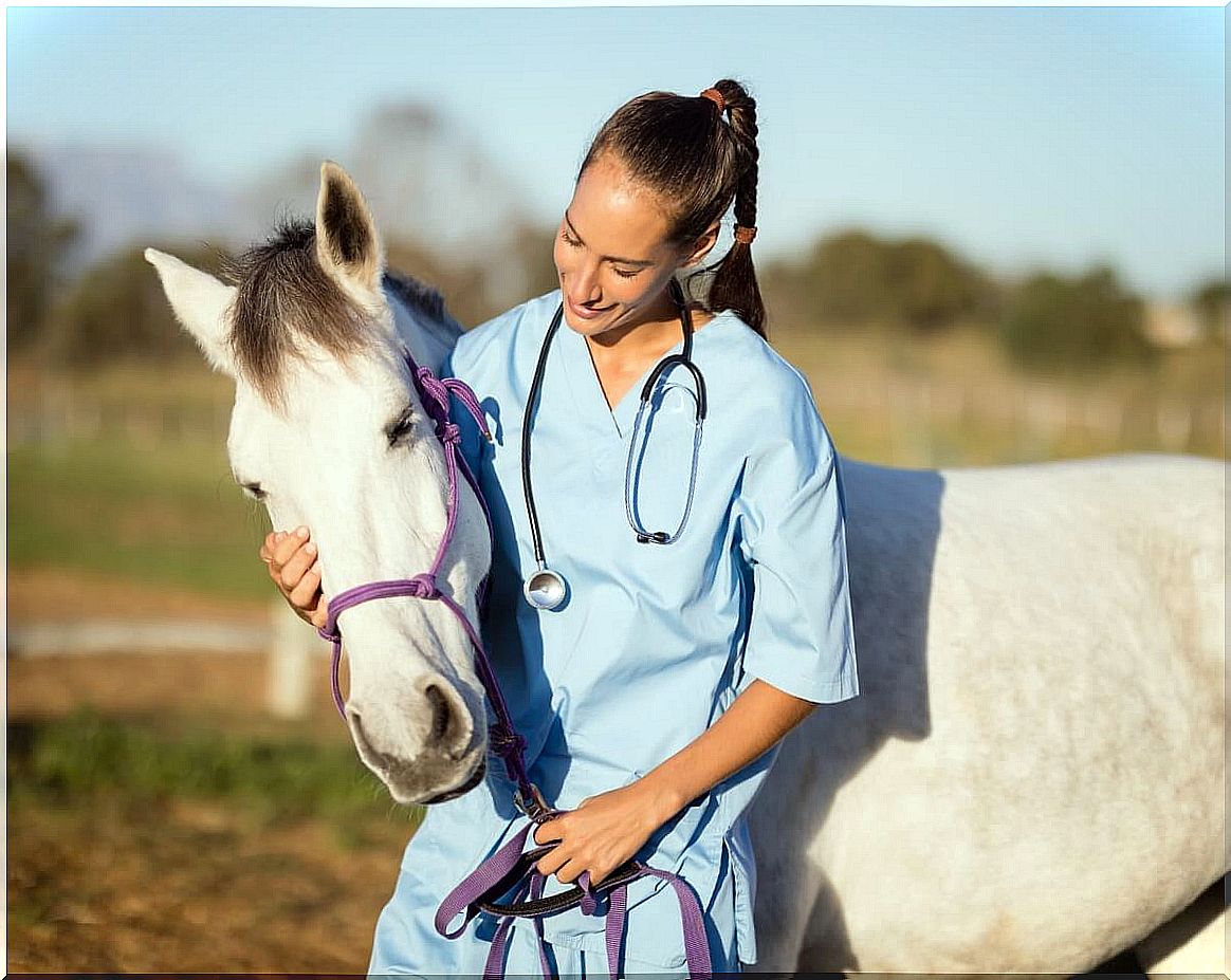 What is equine influenza?