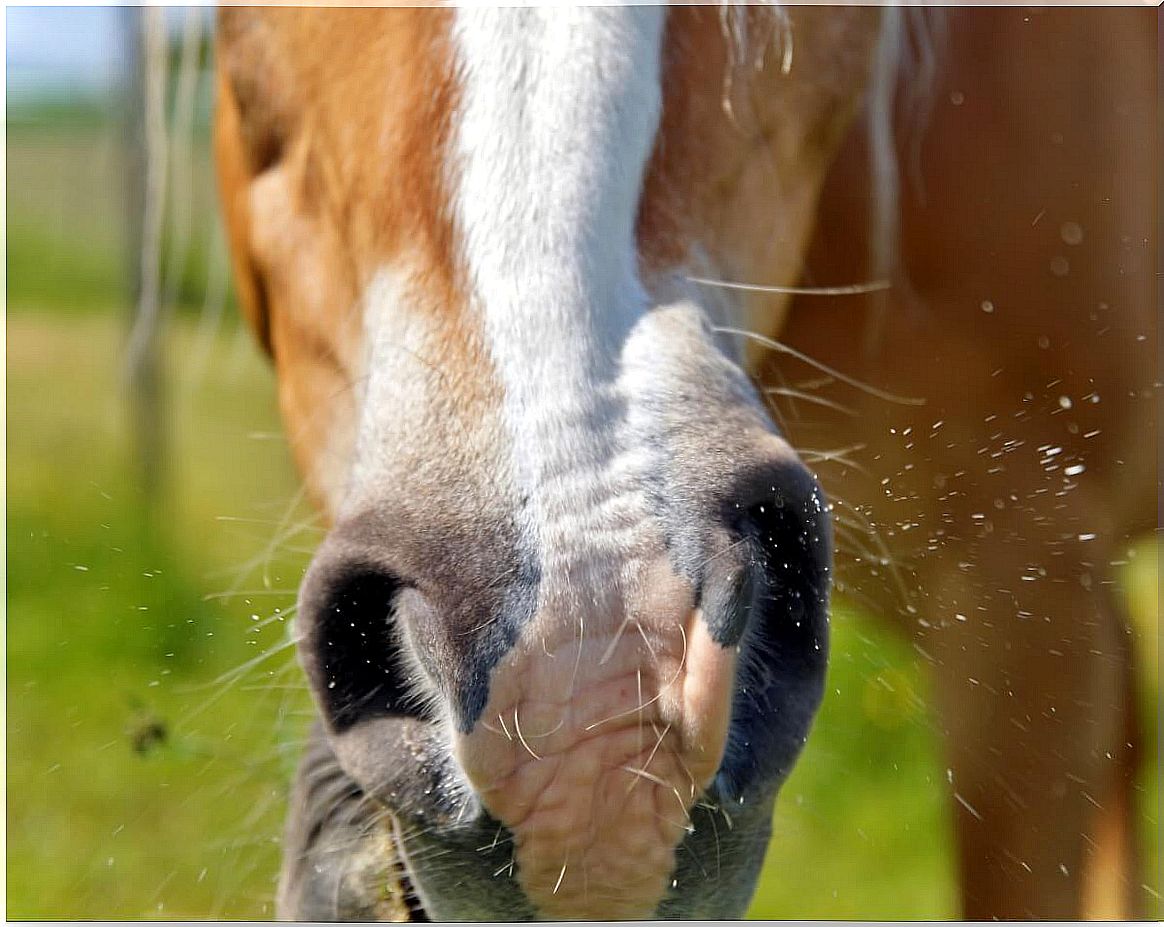 A horse sneezing.