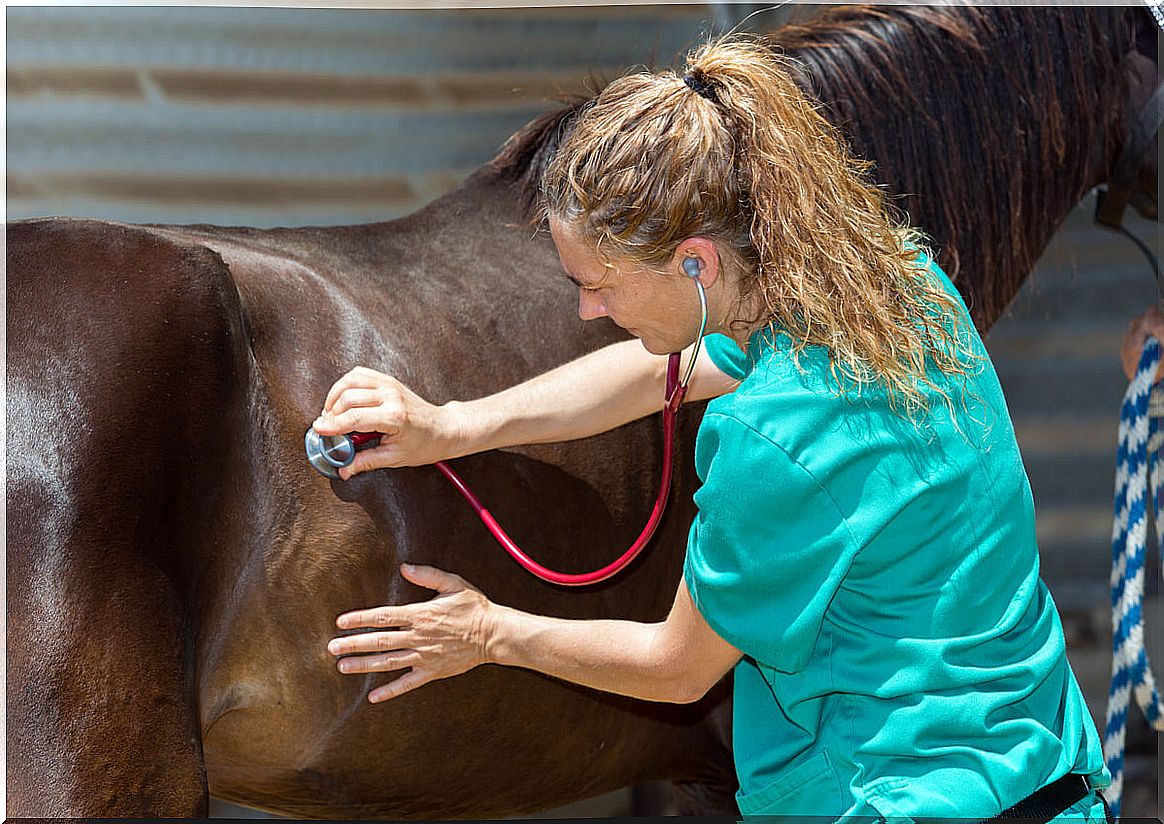 A veterinarian analyzing a horse.