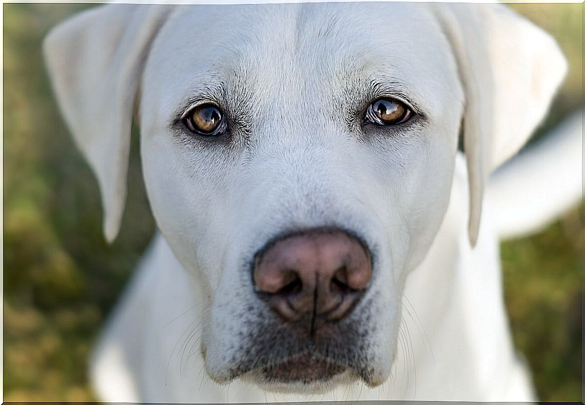 Un perro con pelo blanco.