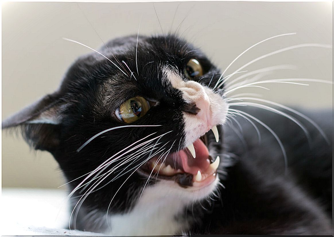 What is redirected aggressiveness in cats?