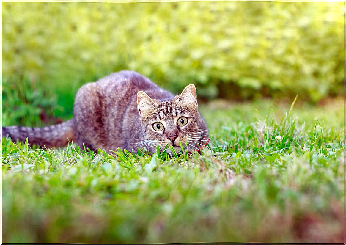 A cat hunting.