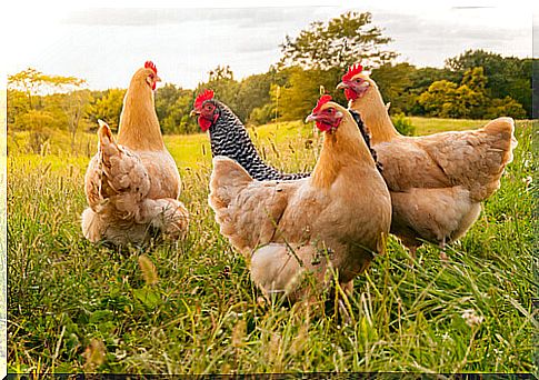 What Causes Coccidiosis in Chickens?