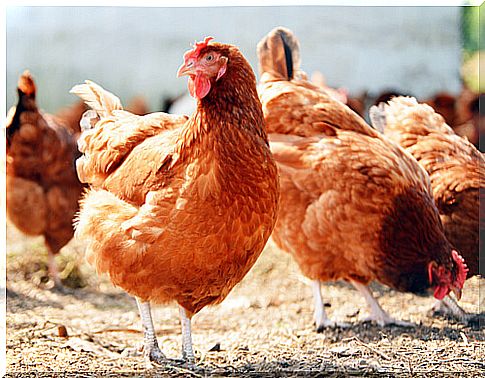 Hens in the henhouse