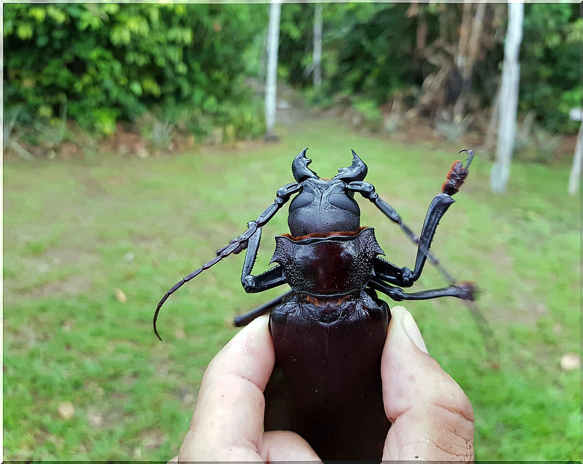 A titan beetle.