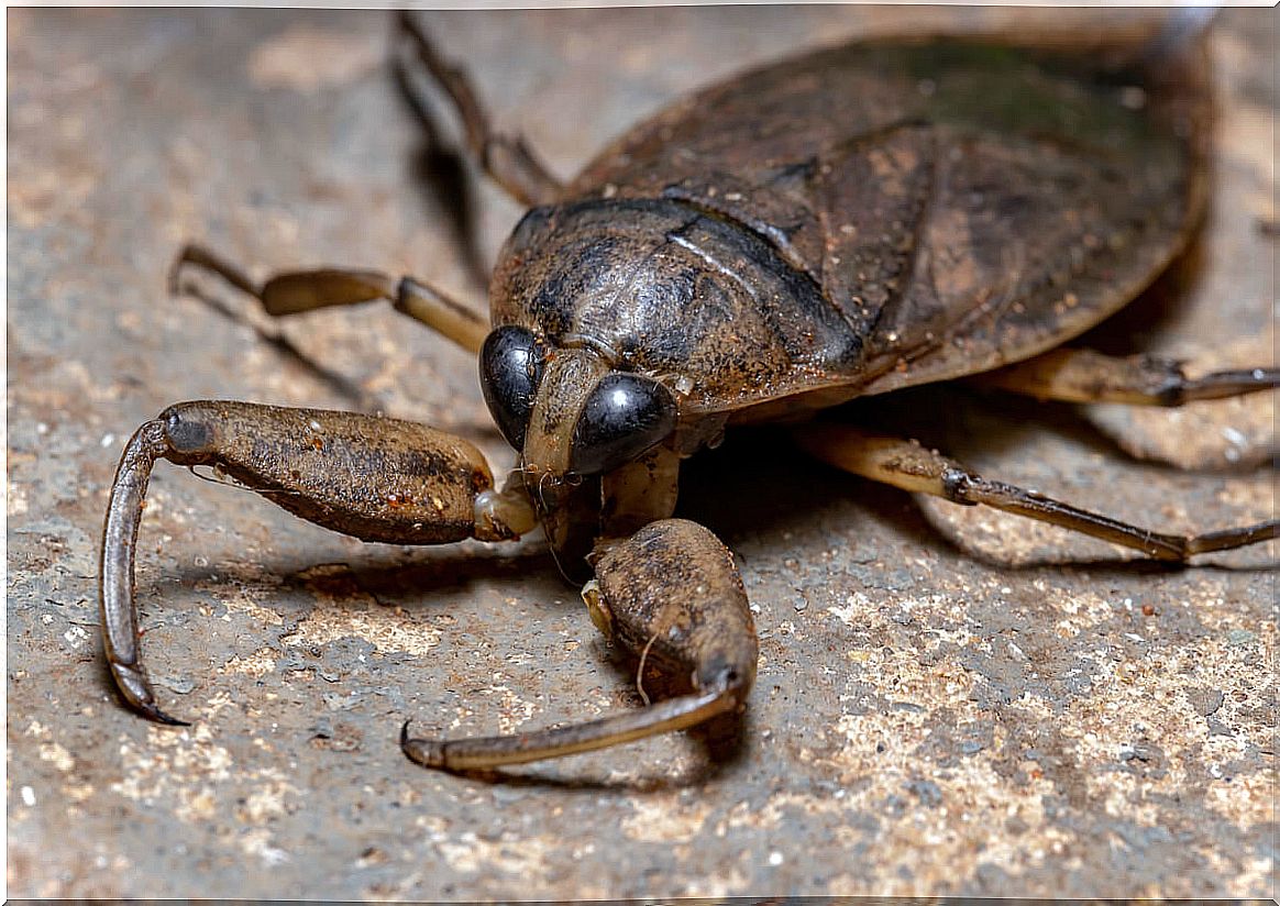 A giant bed bug of the genus Lethocerus.