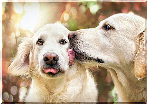 Dogs lick each other