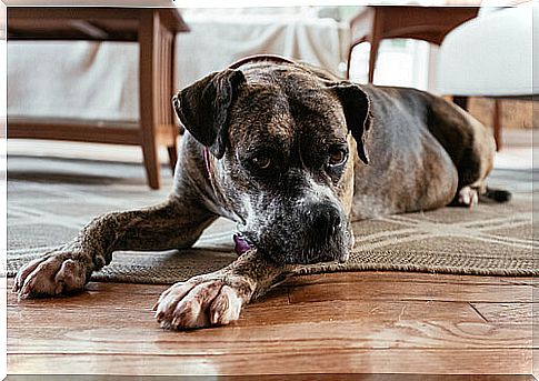 What should you do if your dog does not adapt to the house?