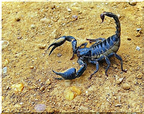 What to do if we get bitten by a scorpion