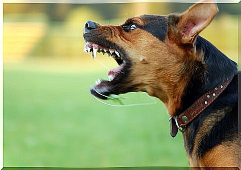 What to do if your dog is becoming aggressive?