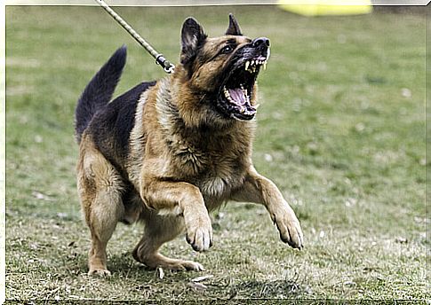 Aggression in dogs