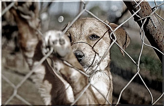 What to do when witnessing animal abuse