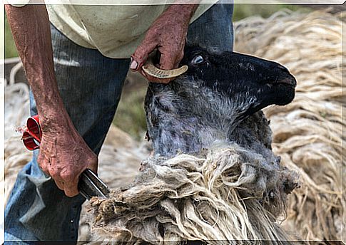 Shearing Sheep: Tips