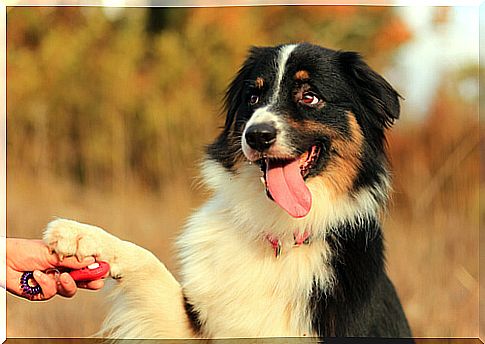 Australian Shepherd giving the paw, with an electric collar on.