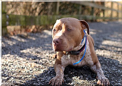 Pitbull with an electric collar on the gravel.