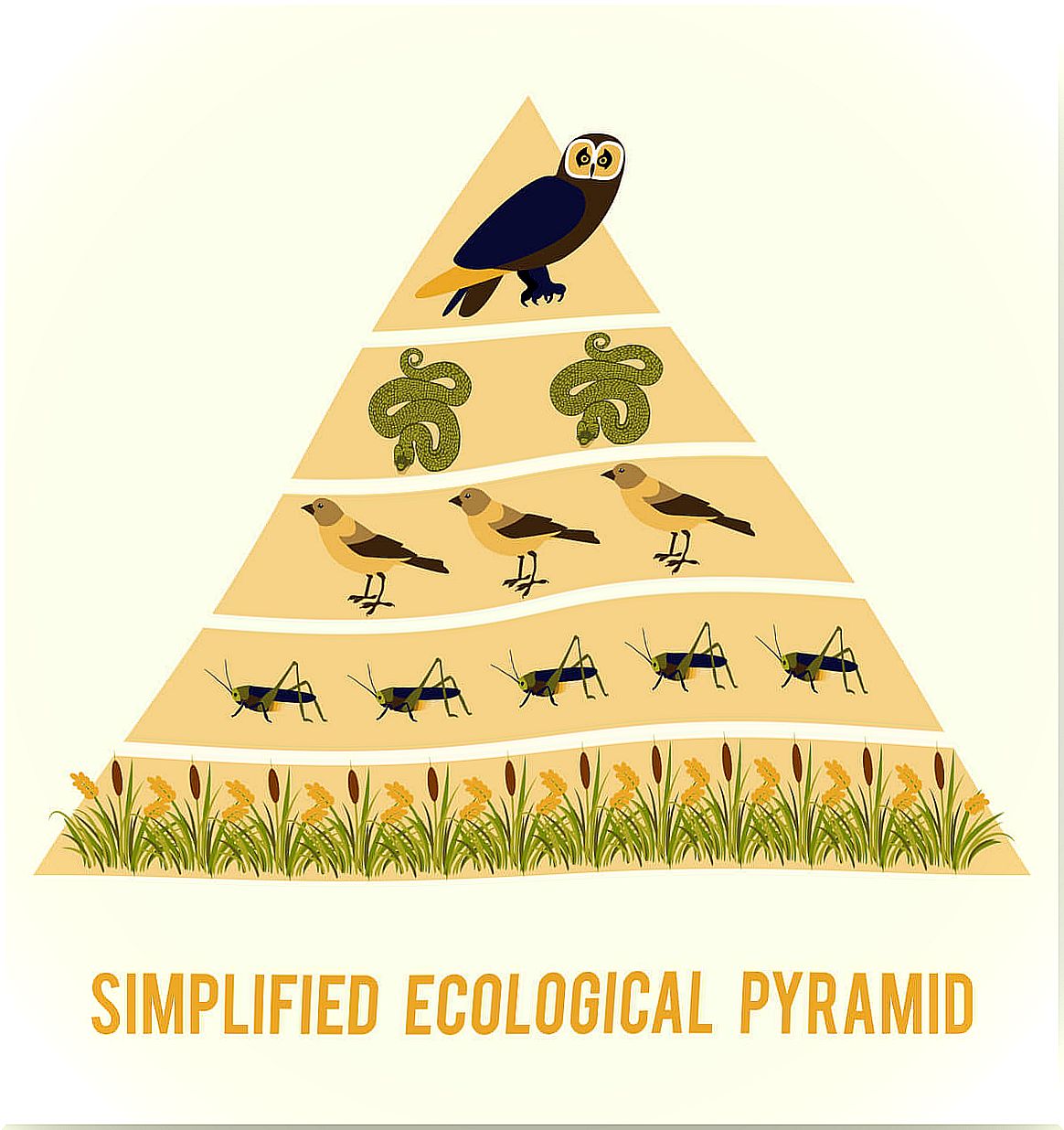 An example of a trophic pyramid.