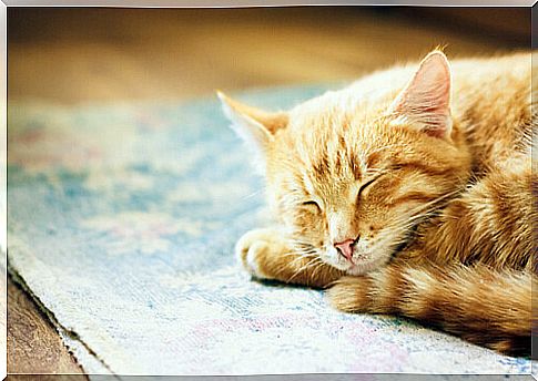 Why do cats sleep so much?