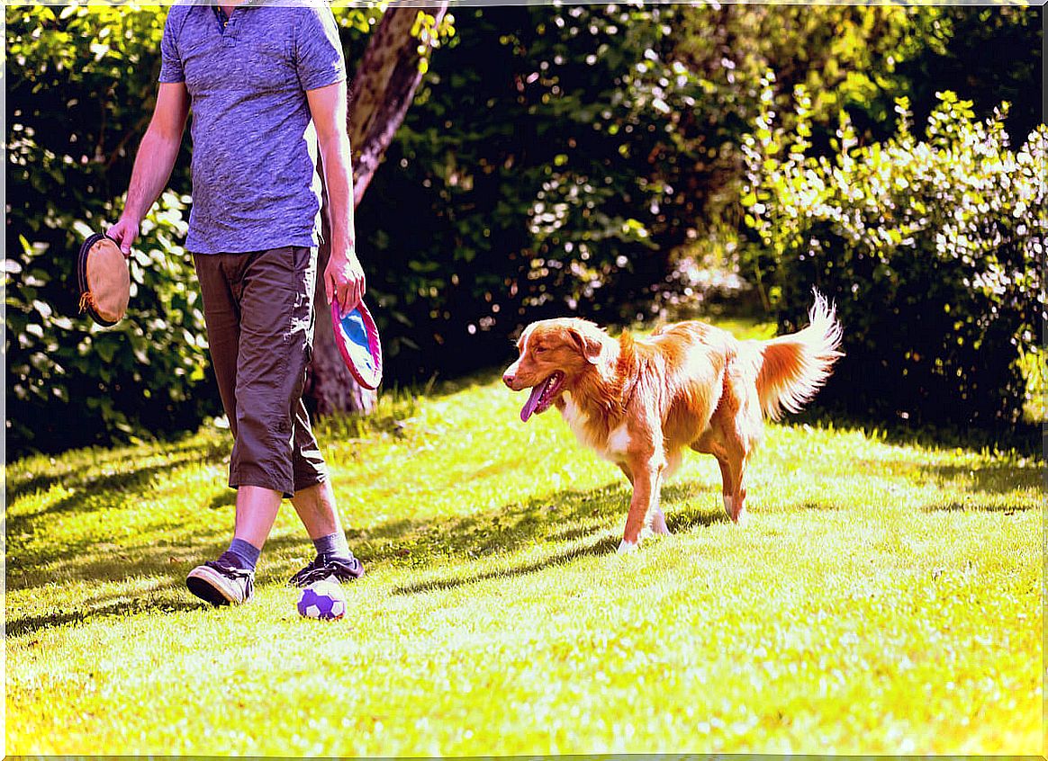 A dog that follows a person.