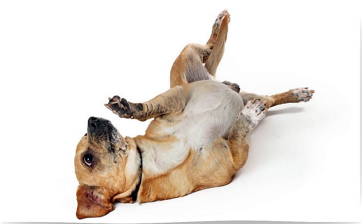 A dog showing its belly.