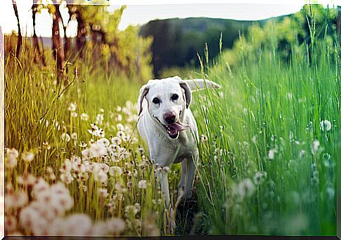 dog in the field