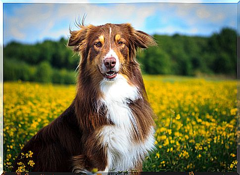 dog in the field