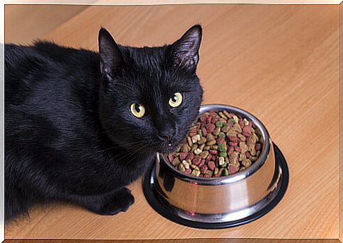 Why is it important that the cat works to get food?