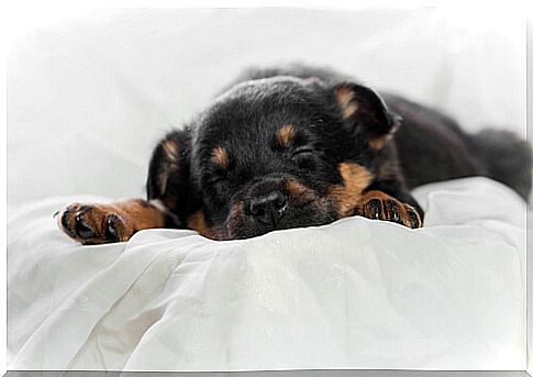 Why is rest and good sleep important for pets?