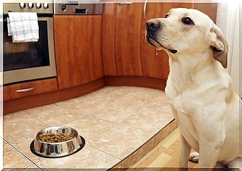 Why shouldn't there be animals in your kitchen?