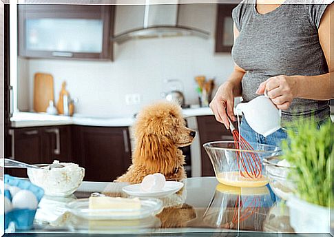 Pets in the kitchen