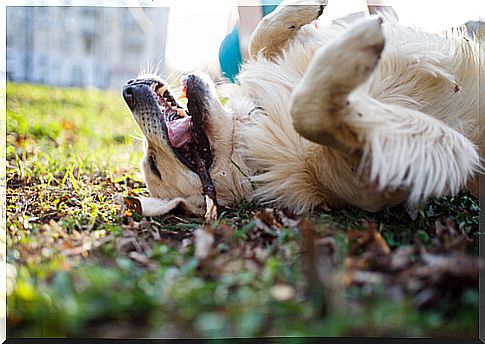 Why throwing a stick at your dog can cost him his life