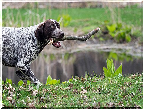 Throwing sticks is dangerous for the dog