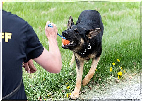 training german shepherd